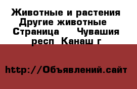 Животные и растения Другие животные - Страница 2 . Чувашия респ.,Канаш г.